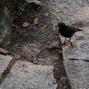 人间中毒电视剧免费观看全集在线天才酷客游戏法
